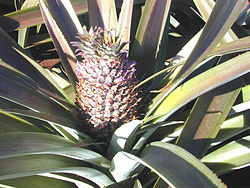 Ananási (Ananas comosus)