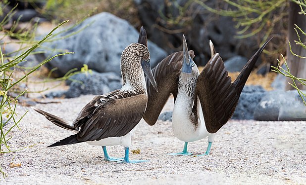 Blue-footed booby (Sula nebouxii), Lobos Island, Galapagos Islands, Ecuador.