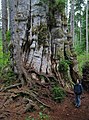 old cedar in the Olympic National Park