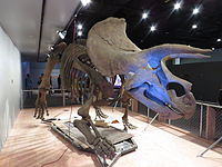 השלד המתוקן של הטריצרטופס בעת העברתו לתצוגה זמנית במוזיאון הלאומי להיסטוריה של הטבע של הסמית'סוניאן, ארצות הברית.
