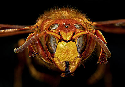 European hornet (Vespa crabro). Studio shot. Animal originating from a meadow at Weingarten near Karlsruhe, Germany.