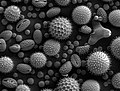 Çeşitli polenlerin elektron mikroskobundaki görüntüleri