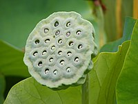 Сува чахура индијског лотуса (лат. Nelumbo nucifera) се обично користи у цветним аранжманима