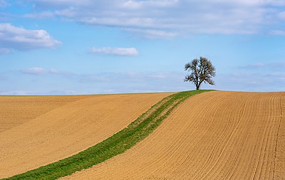Hamparan ladang gundul yang landai dengan jalan setapak, rerumputan hijau, dan pohon pir tunggal di dekat Hohe Strasse di sebelah tenggara distrik Herbolzheim, Neudenau, Jerman.