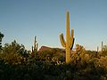 4.7 - 10.7: In cactus saguaros en il Saguaro National Park sper Tucson en l'Arizona.