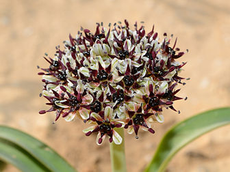 Allium rothii, uma planta bulbosa nativa do Levante. Fotografia tirada em Arad, Israel, em 26 de março de 2012. (definição 2 916 × 2 187)