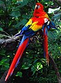 Ара папагали - национална птица во Хондурас.