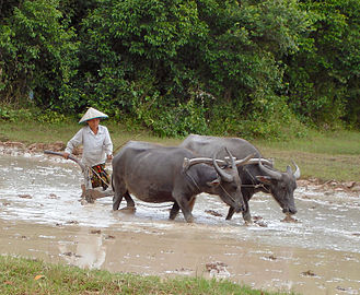 Биволи у Камбоџи
