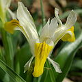 Iris bucharica flower