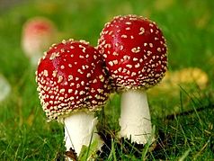 Bilden visar två svampar med röda hattar på en äng.