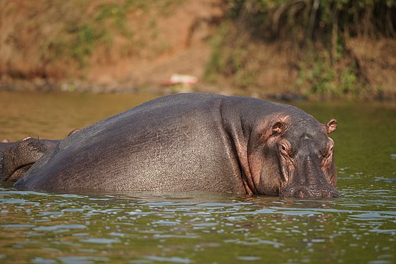 Hippo in Kazinga Channel Photograph: User:Yakov Fedorov
