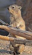 Rock hyrax (Procavia capensis) 2