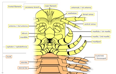 ムカデエビの頭胸部（黄色）の腹面。直前の第2小顎によく似た顎脚をもつ。