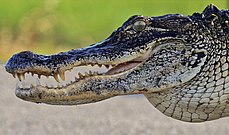 Aligátor enseñando sus dientes, Carolina del Sur.