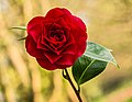 Thumbnail for File:Bloem van een Camellia × williamsii 'Roger Hall'. 20-04-2021 (actm.) 01.jpg