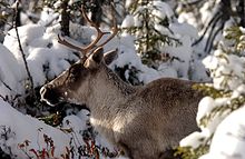 Un caribou avec un panache est en pause dans une forêt enneigée.