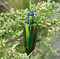 Chrysochroa fulgidissima (Japó)
