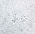 雪上の犬の足跡