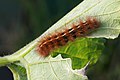 3. A medvelepkefélék (Arctiidae) Arctiinae alcsaládjába sorolt Ardices canescens lepke hernyója egy kabocha típusú óriástök (Cucurbita maxima) levelét rágja Sydney környékén (javítás)/(csere)