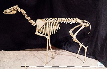 Poebrotherium-en eskeletoa