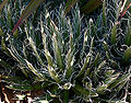 Agave polianthiflora