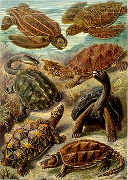 fra Kunstformen der Natur Ernst Haeckel (1904)