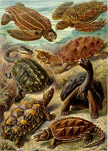 Ernst Haeckel'in Kunstformen der Natur (1904) adlı kitabındaki 89. levhada, o dönem için hepsi Chelonia olarak sınıflandırılmış kaplumbağalara ait çizimler.(Üreten: Ernst Haeckel)