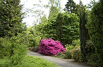 Rhododendron obtusum 'Amoenum' in het Von Gimborn Arboretum.