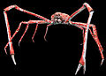 Японський краб-павук Macrocheira kaempferi