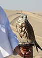 یک بالابان دست‌آموز در دوحه، قطر