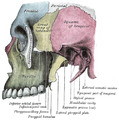 Vista laterale. L'osso mascellare è visibile in basso a sinistra.