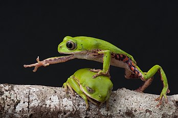 Deux mâles Pithecopus rohdei se disputant une branche, l'un passant par-dessus l'autre, dans la forêt atlantique, à Igrapiúna, dans l'État de Bahia. Cette photographie a été nommée Image de l’année 2017 sur Wikimedia Commons. (définition réelle 4 288 × 2 848)