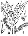 Salix sericea
