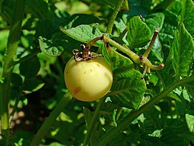 Solanum tuberosum 004.JPG