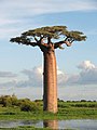 El baobab de Grandidier (Adansonia grandidieri) es una de las seis especies de baobab que existen en Madagascar (hay dos más, al sur del Sahara, en África, y en Australia). Es la más alta y la más esbelta del género, puede alcanzar una altura de cuarenta metros y desarrollar un tronco de tres metros de diámetro. El árbol está clasificado desde 1998 como una especie en peligro de extinción dentro de la Lista Roja de la Unión Internacional para la Conservación de la Naturaleza (UICN). Puede llegar a vivir hasta los mil años. Por Bernard Gagnon.