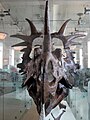 Styracosaurus Ceratopia