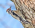 Thumbnail for File:Yellow-bellied sapsucker in CP (40484).jpg