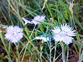 Сакалов пазонь цеця (Dianthus arenarius)
