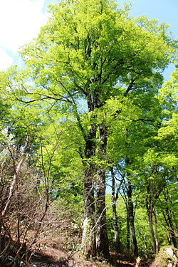 新緑のブナの巨木（籾糠山、2013年6月4日）