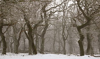 Forêt de Chênes pédonculés (Quercus robur) formée par des blessures sur les arbres faites par des animaux, dans le Langå, au Danemark. (définition réelle 2 433 × 1 441*)
