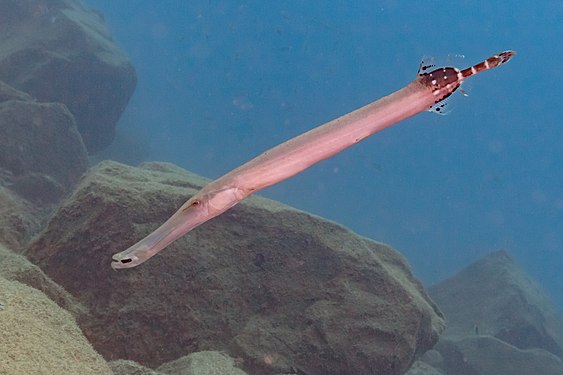 Atlantic trumpetfish (Aulostomus strigosus), Teno-Rasca marine strip, Tenerife, Spain.