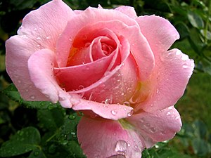Ружа розе боје је симбол љубави, захвалности и поетичне романтике.