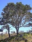 Arten koa (Acacia koa).