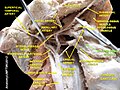 Styloglossus muscle