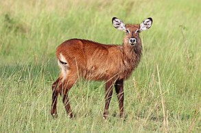 Juvenile female K. e. defassa Queen Elizabeth National Park, Uganda
