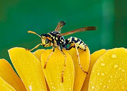 Wespe auf Blütenblättern-20200905-RM-081907