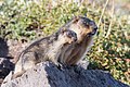 11. Kamcsatkai mormotapár (Marmota camtschatica) a természetes élőhelyén, a Dél-Kamcsatkai Natúrparkban (Kamcsatka, Oroszország) (javítás)/(csere)