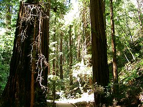 (Sequoia sempervirens)