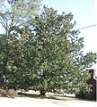 Magnolia grandiflora (southern magnolia) – a large tree at Hemingway, South Carolina