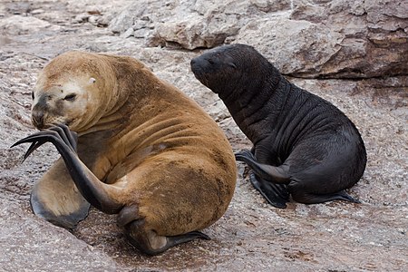 Genelde Şili, Peru, Uruguay ve Arjantin kıyılarında yaşayan, resimde; Patagonya kıyısında genelde türe has olmayan açık kahverengi ile Yeleli denizaslanı ve yanında farklı türde bir deniz aslanı.(Üreten:Üreten:Killy Ridols/Yükleyen: Snowmanradio)